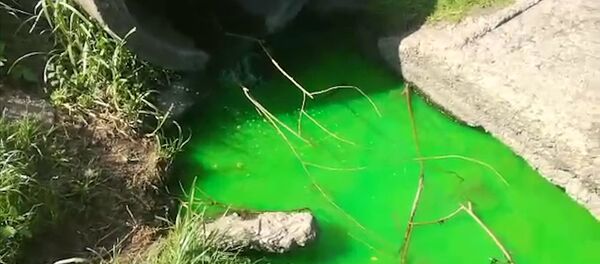 Ярко-зеленая жидкость выливается в Чижовское водохранилище - Sputnik Беларусь