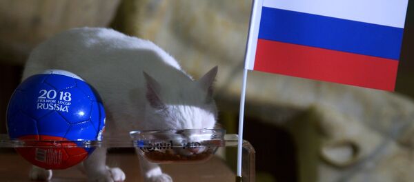 Кот Ахилл предсказал победу сборной России в матче ЧМ-2018 по футболу над сборной Египта - Sputnik Беларусь