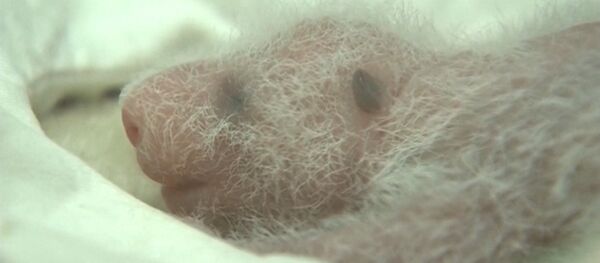 Детеныши китайской панды - Sputnik Беларусь