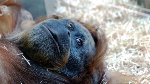 Орангутанг в зоопарке, архивное фото - Sputnik Беларусь