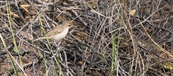 Бормотушка северная - Sputnik Беларусь