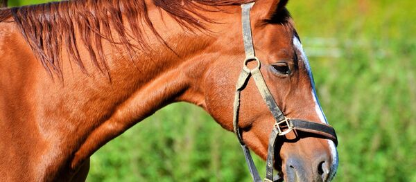 Конь, архивное фото - Sputnik Беларусь