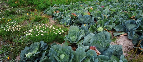 Урожай капусты, архивное фото - Sputnik Беларусь