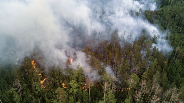 Лесной пожар, архивное фото - Sputnik Беларусь