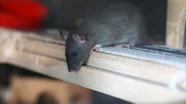 Крыса, архивное фото - Sputnik Беларусь