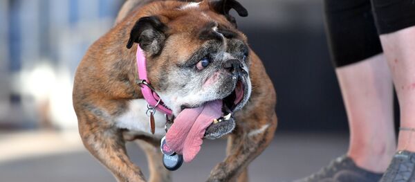 Английский бульдог Жа Жа - Sputnik Беларусь