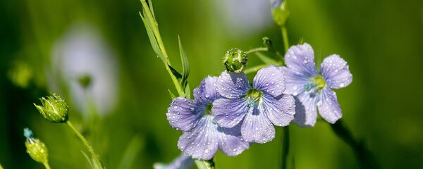 У Беларусі заквітнеў лён. - Sputnik Беларусь