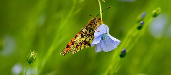 Лен, цветение - Sputnik Беларусь