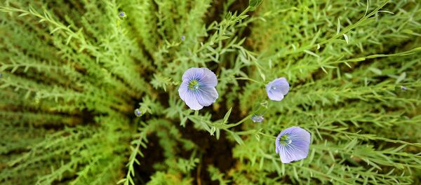 Лен, цветение Лен, цветение - Sputnik Беларусь