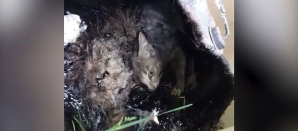 Как спасали котенка, которого живодеры заживо залили гудроном - Sputnik Беларусь