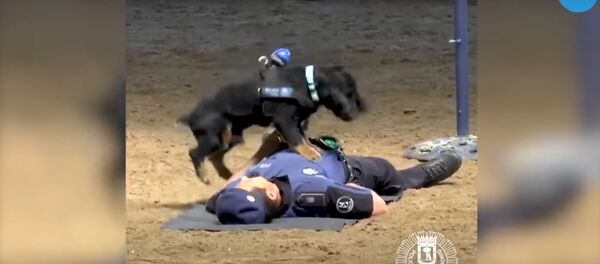 Видеофакт: собака делает непрямой массаж сердца полицейскому - Sputnik Беларусь