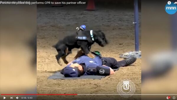 Видеофакт: собака делает непрямой массаж сердца полицейскому - Sputnik Беларусь
