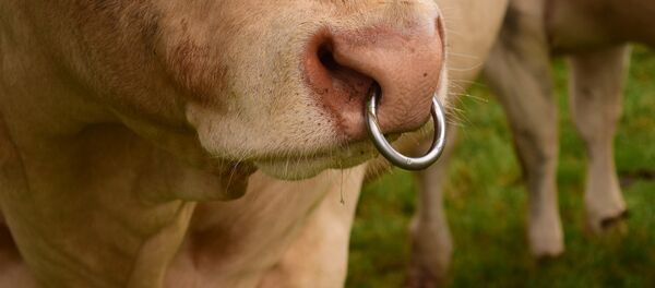 Кольцо в носу быка Кольцо в носу быка - Sputnik Беларусь
