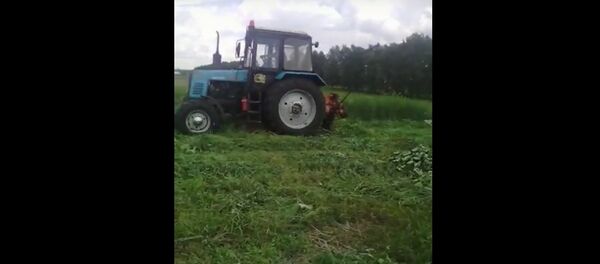 Милиция показала, как трактор уничтожил 1,5 гектара конопли под Любанью - Sputnik Беларусь