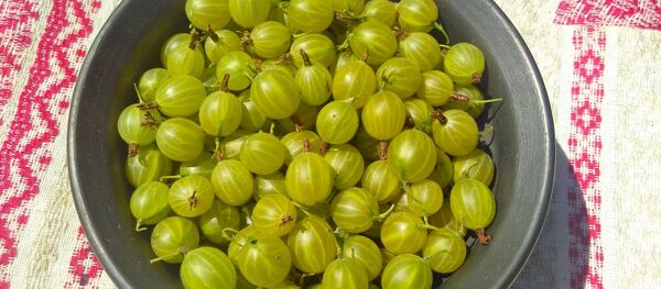 Агрэст - Sputnik Беларусь