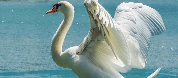 Лебедь, архивное фото Лебедь, архивное фото - Sputnik Беларусь