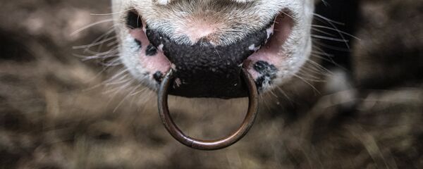 Корова, архивное фото - Sputnik Беларусь