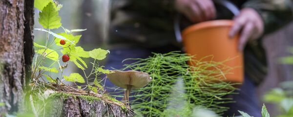 Сбор земляники, архивное фото - Sputnik Беларусь