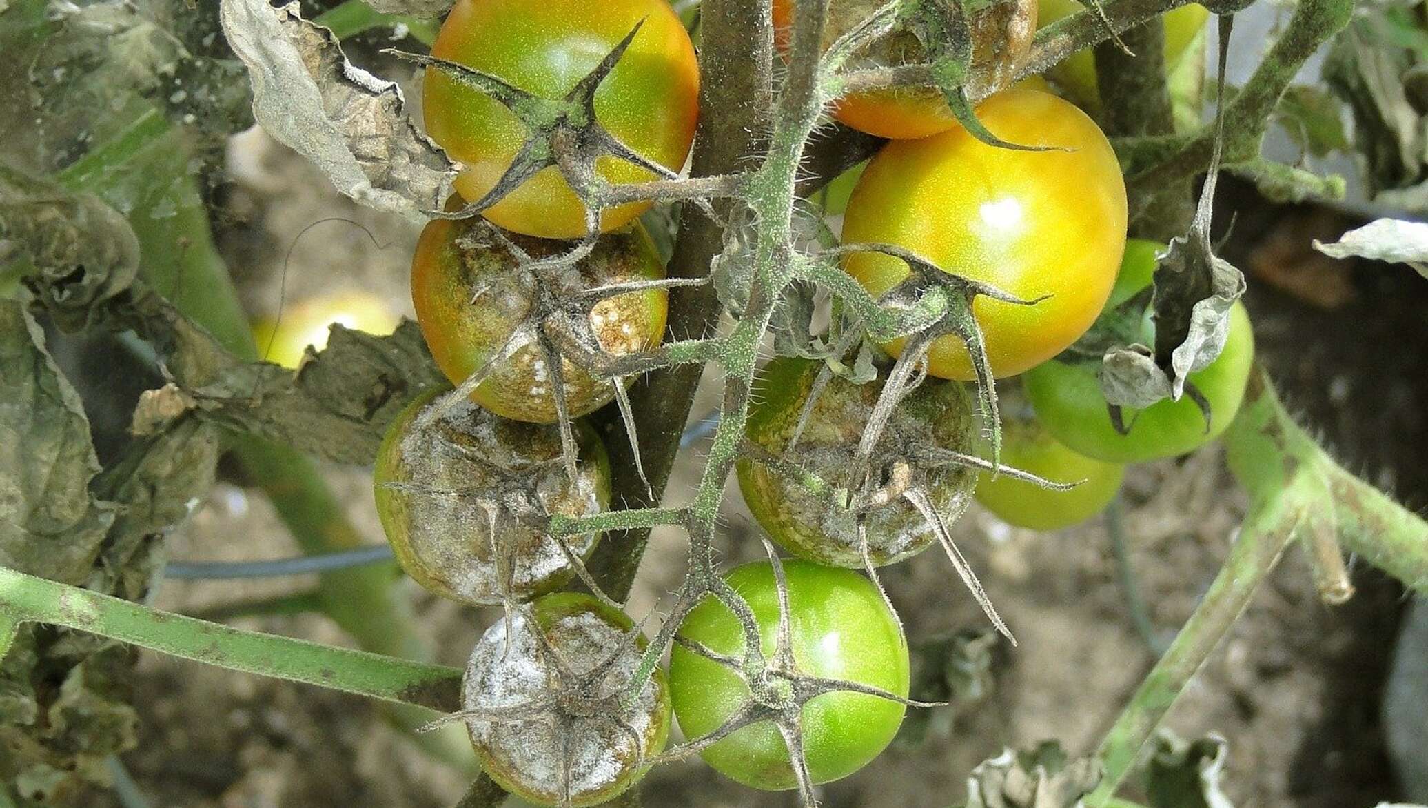 Фитофтороз на помидорах
