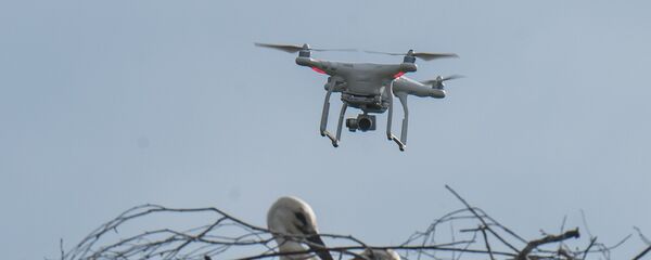 Дрон над гнездом аистов, архивное фото - Sputnik Беларусь