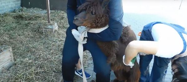 В зоопарке Гродно сделали летнюю стрижку альпаке - Sputnik Беларусь