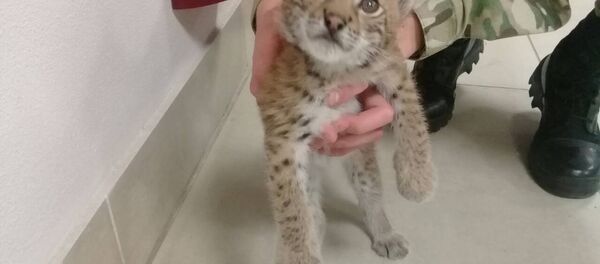 Купленная в РФ рысь - Sputnik Беларусь