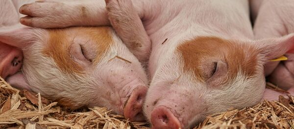 Свиньи, архивное фото - Sputnik Беларусь