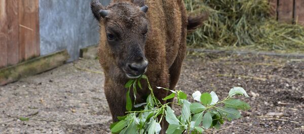 Зубренок Булат в Минском зоопарке - Sputnik Беларусь
