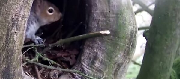 Дерзкая белка совершила рейдерский захват гнезда совы (видео) - Sputnik Беларусь