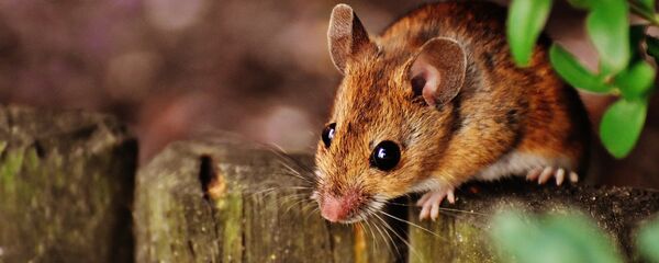 Мышь, архивное фото Мышь, архивное фото - Sputnik Беларусь
