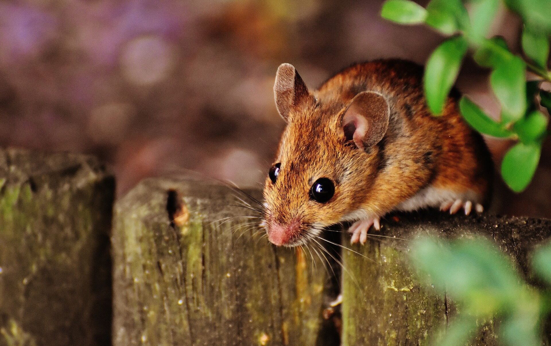 Как избавиться от мышей на участке — советы дачникам