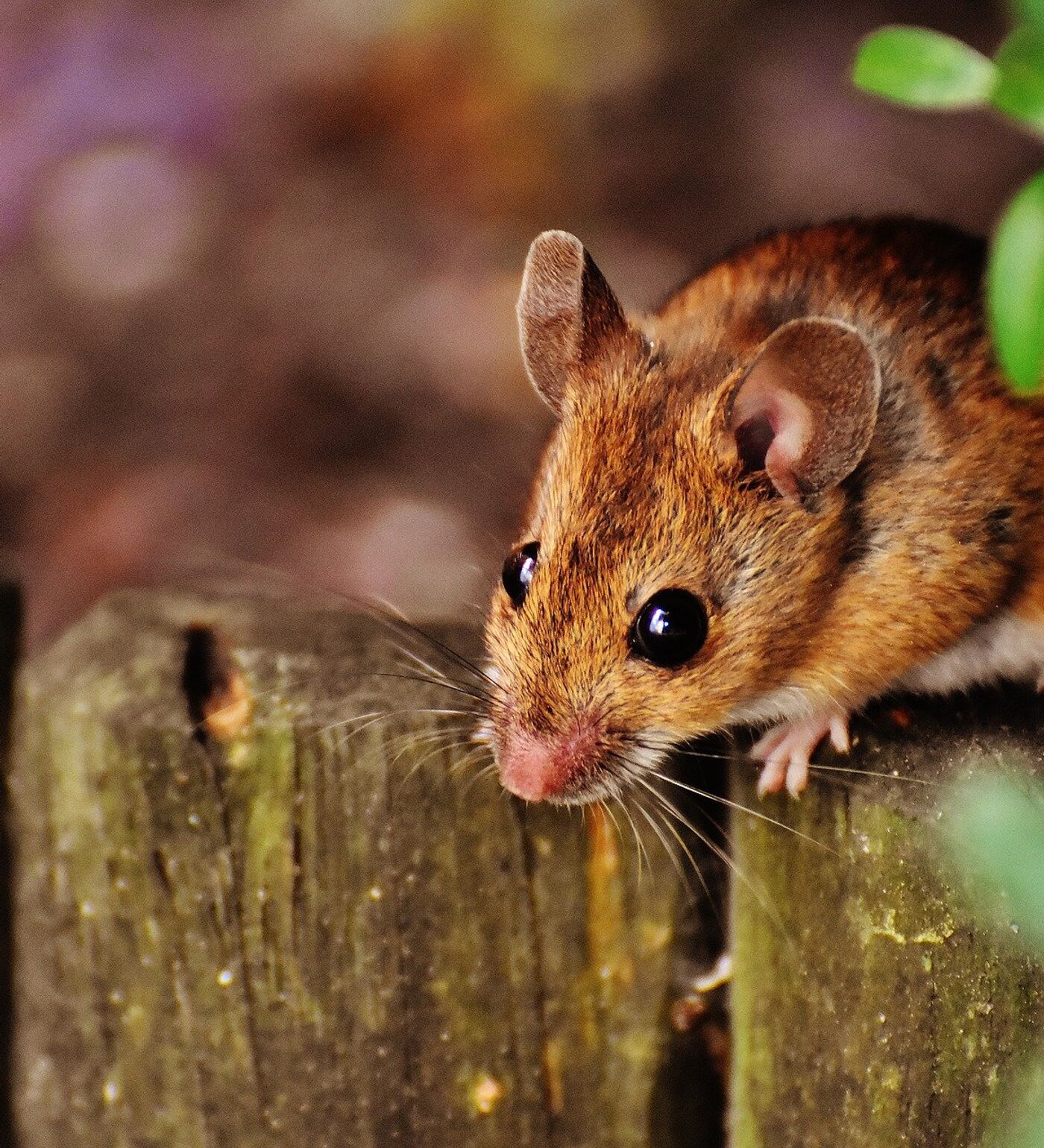 Как избавиться от мышей на участке — советы дачникам