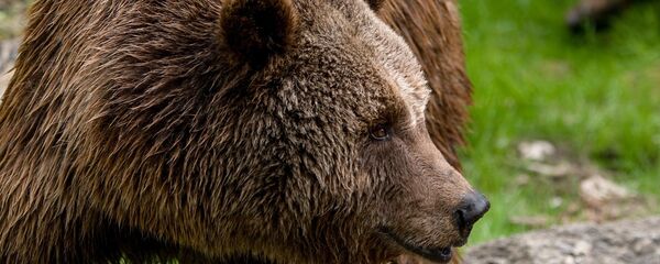 Буры мядзведзь, архіўнае фота Буры мядзведзь, архіўнае фота - Sputnik Беларусь