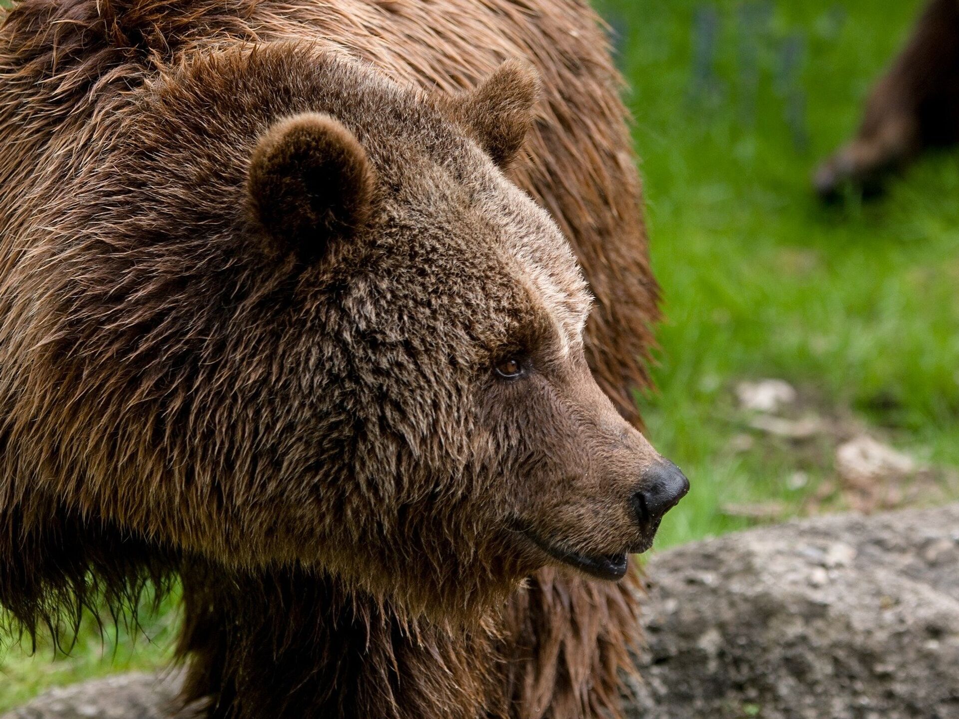 Что делать при встрече с агрессивным медведем