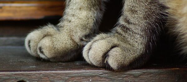 Кошачьи лапы, архивное фото Кошачьи лапы, архивное фото - Sputnik Беларусь