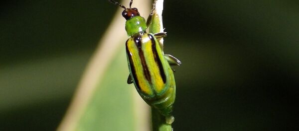 Жук диабротика - Sputnik Беларусь