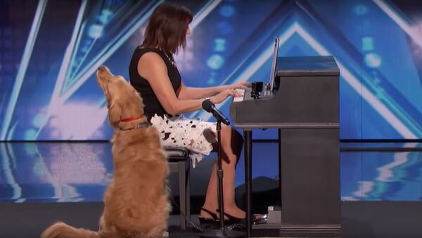 Собака спела на конкурсе талантов, видео - Sputnik Беларусь