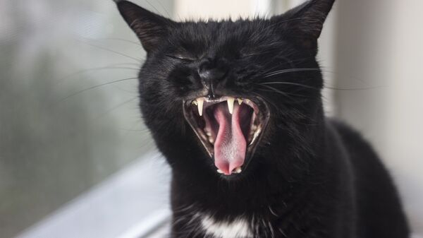 Черный кот, архивное фото - Sputnik Беларусь