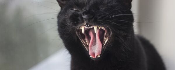 Черный кот, архивное фото - Sputnik Беларусь