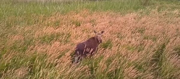 Съемка лося с дрона Съемка лося с дрона - Sputnik Беларусь