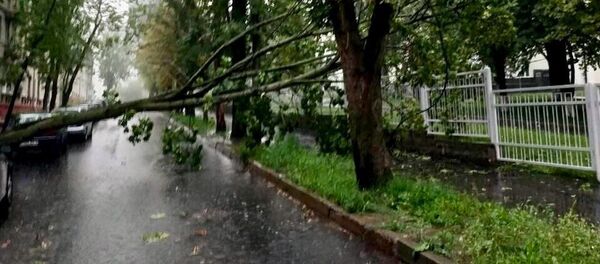 Упавшее дерево - Sputnik Беларусь