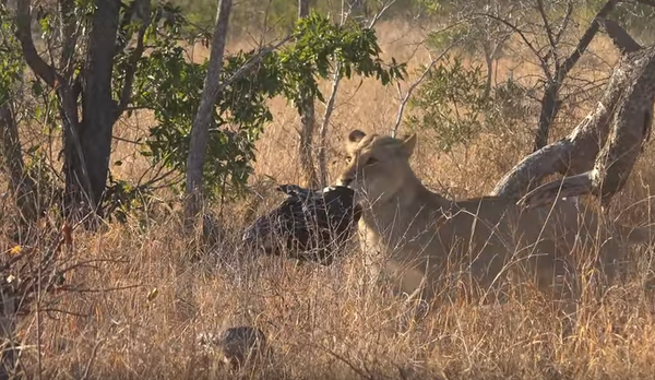 Африканские львы играют с пластиковым пакетом - Sputnik Беларусь