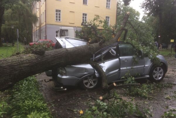 Дерево упало на машину в Могилеве - Sputnik Беларусь