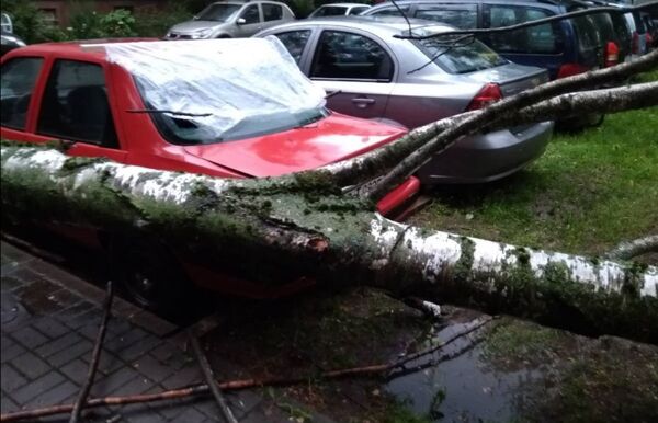 Случаи падения деревьев на автомобили были зафиксированы в Минске во вторник - Sputnik Беларусь