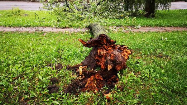 Упавшее дерево после ливня на улице Коммунистической в Минске - Sputnik Беларусь