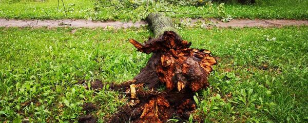 Упавшее дерево после ливня на улице Коммунистической в Минске Упавшее дерево после ливня на улице Коммунистической в Минске - Sputnik Беларусь