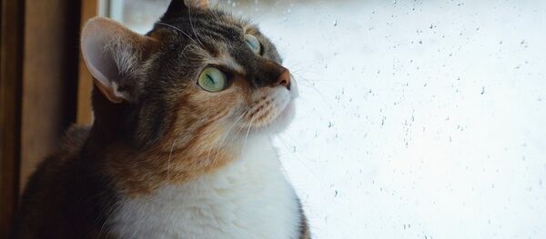 Кот смотрит на дождь через окно, архивное фото - Sputnik Беларусь