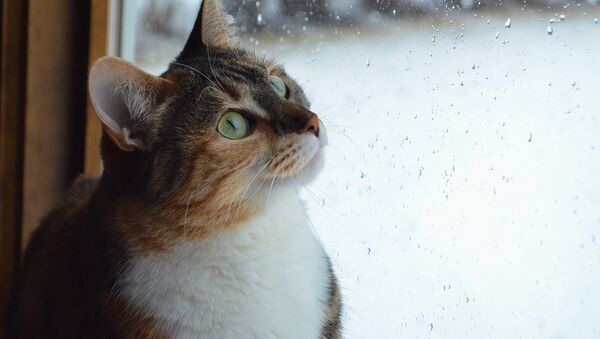 Кот смотрит на дождь через окно, архивное фото - Sputnik Беларусь