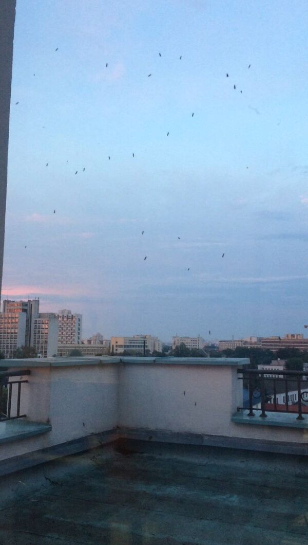 Ближе к вечеру большое количество мошек скапливается на окнах - Sputnik Беларусь