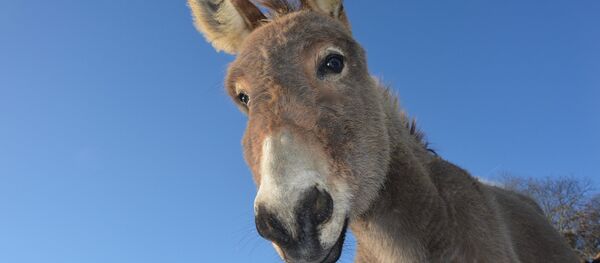 Домашний осел, архивное фото - Sputnik Беларусь